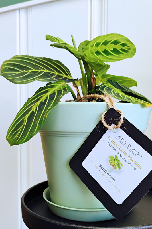 Lemon Lime Maranta