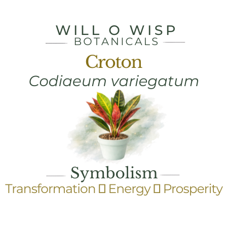 Croton — Golden Sunrise