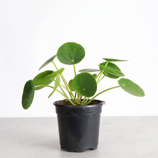 Pilea Peperomioides (Chinese Money Plant)