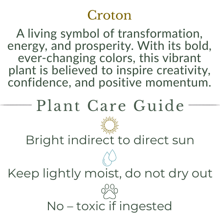 Croton — Golden Sunrise