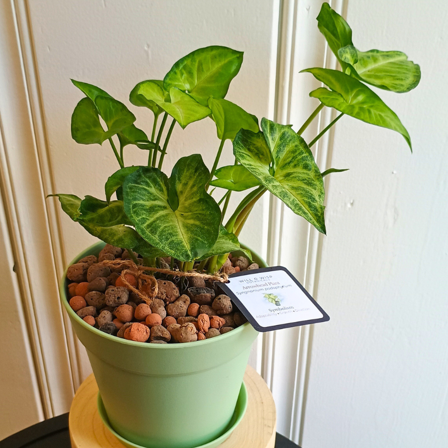 Arrowhead Plant (Syngonium podophyllum)