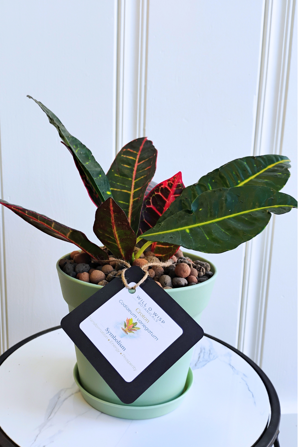 Croton — Golden Sunrise