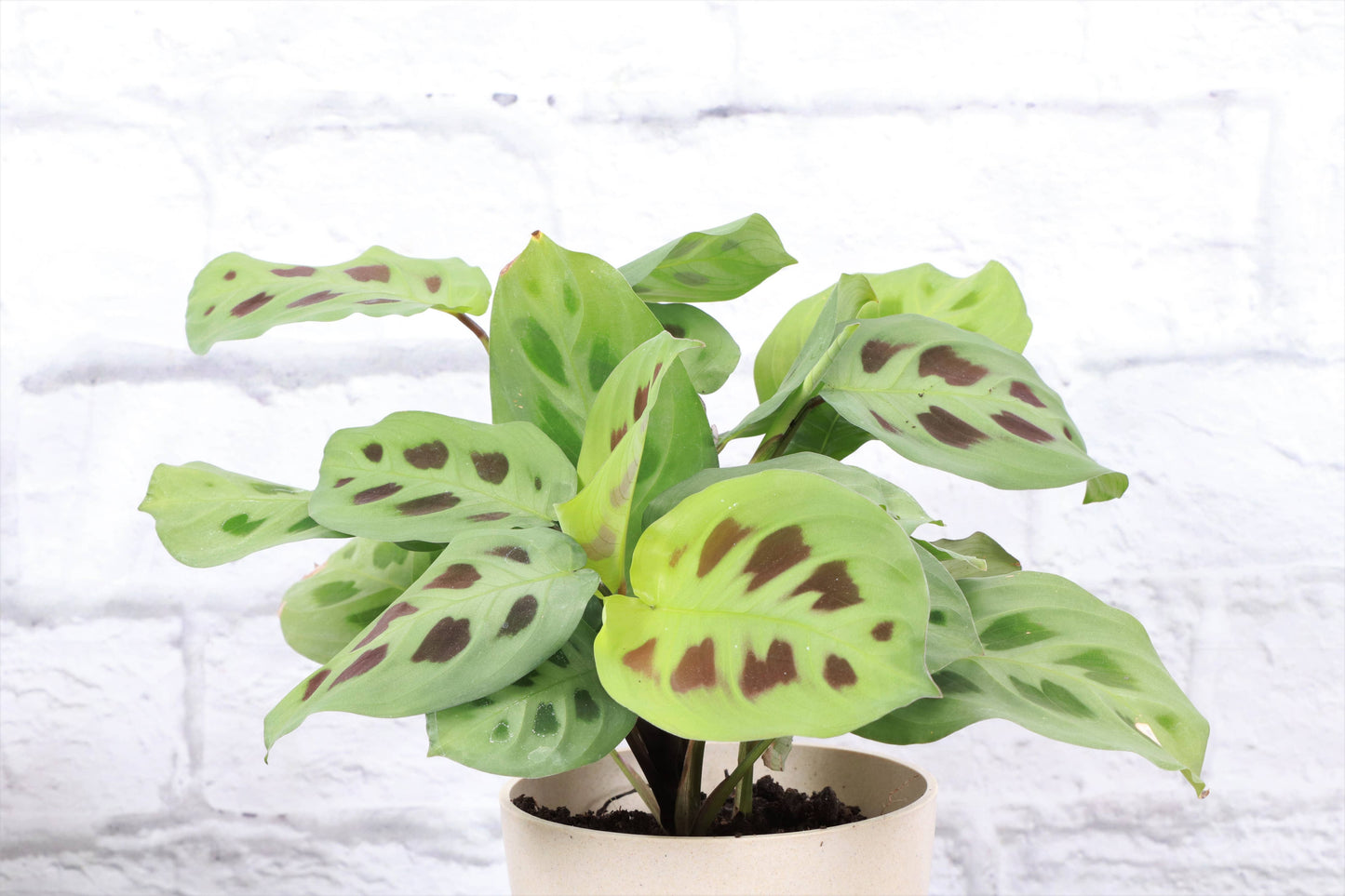 Green Prayer Plant (Maranta leuconeura)