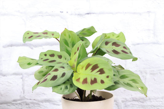 Green Prayer Plant (Maranta leuconeura)