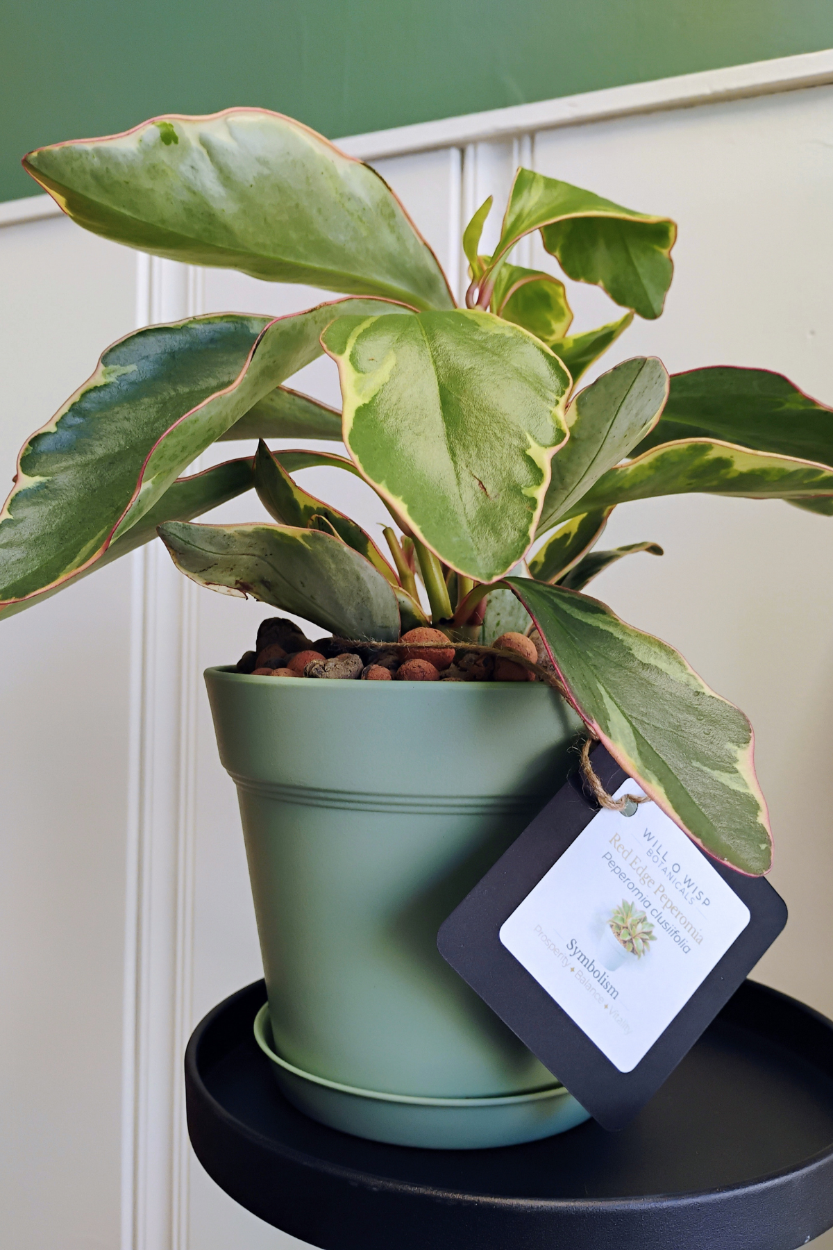 Red Edge Peperomia