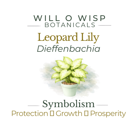 Leopard Lily