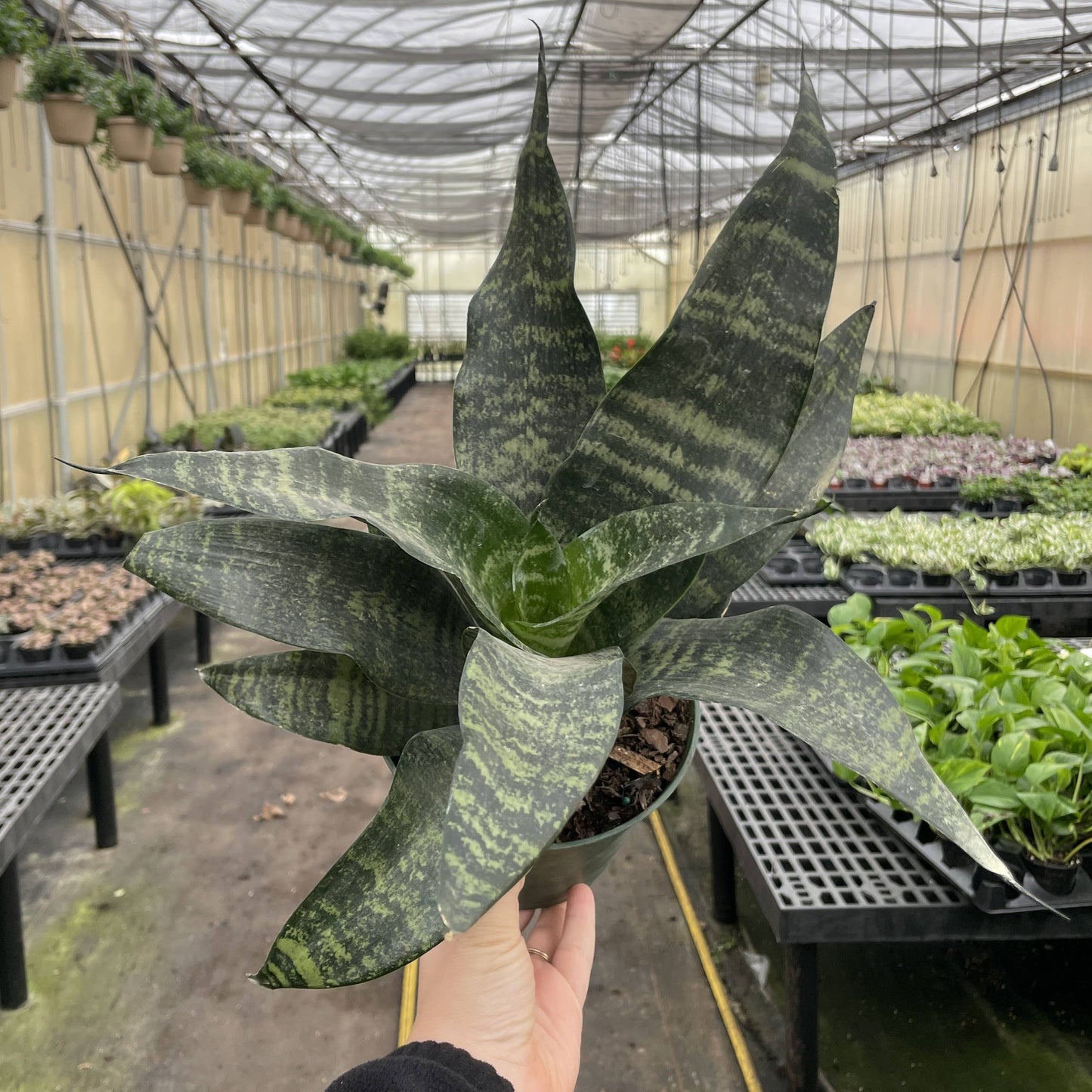 Snake Plant 'Zeylancia'