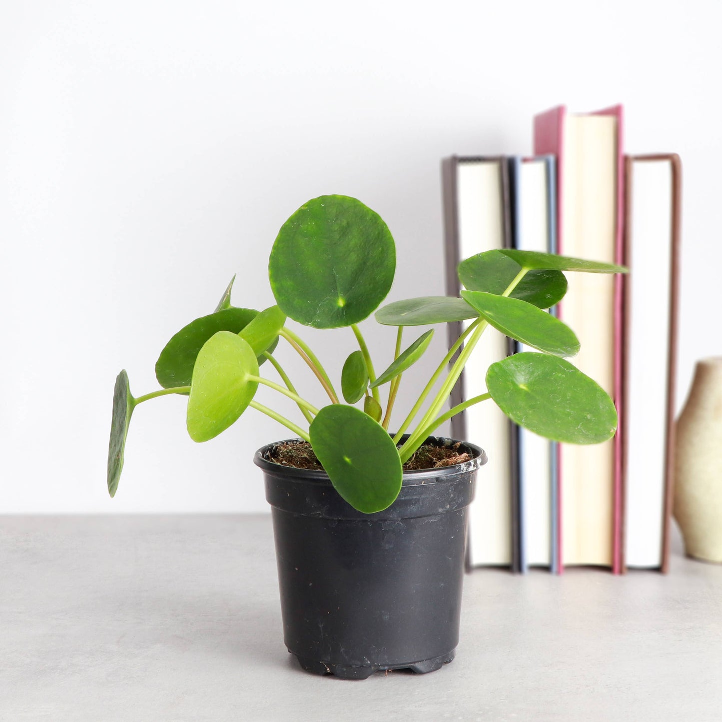 Pilea Peperomioides (Chinese Money Plant)