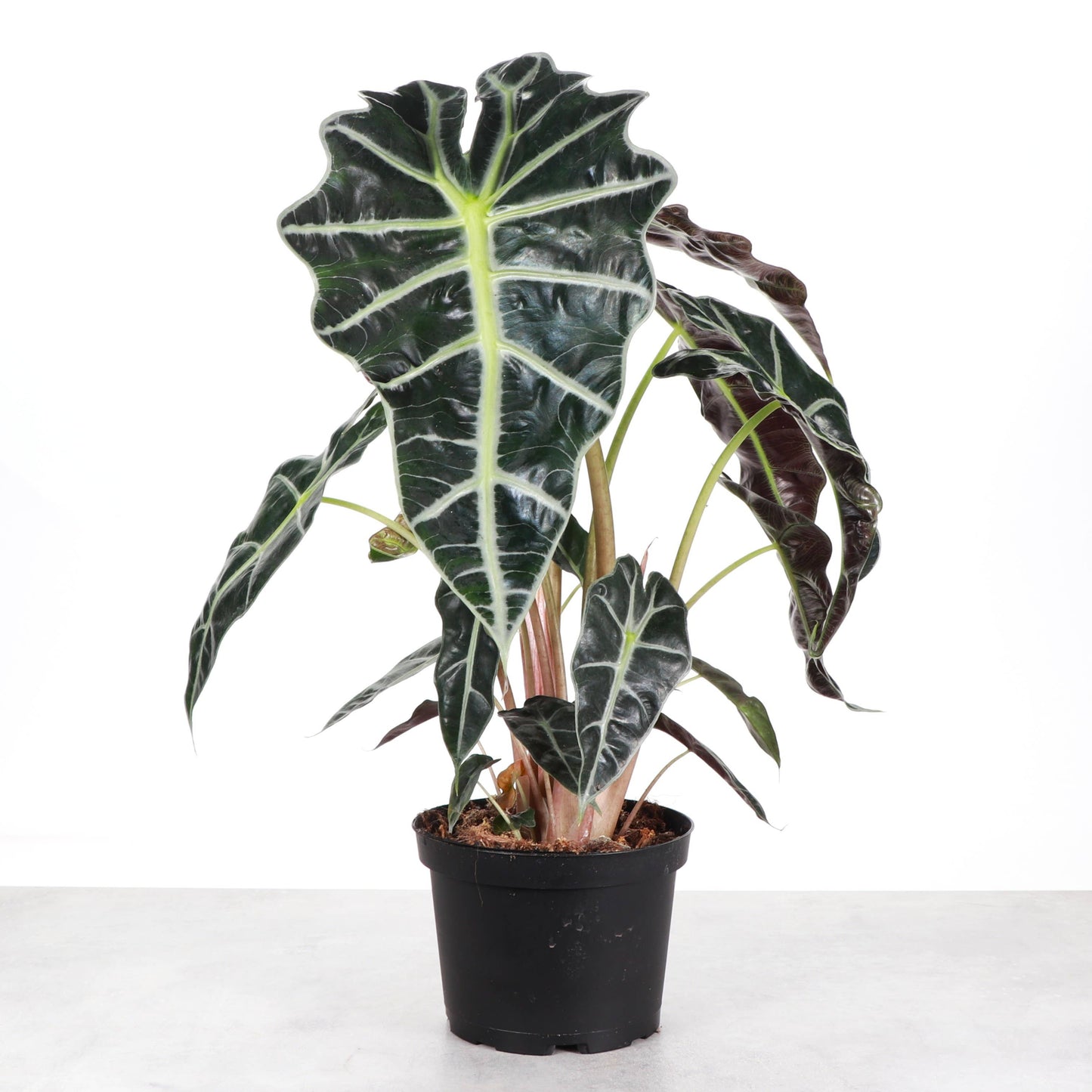Alocasia Polly