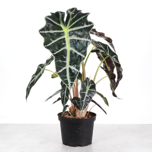 Alocasia Polly