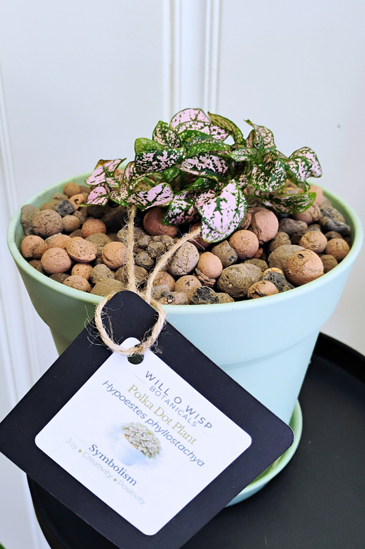 Polka Dot Plant