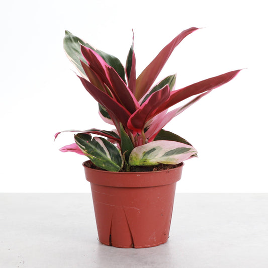 Stromanthe Triostar