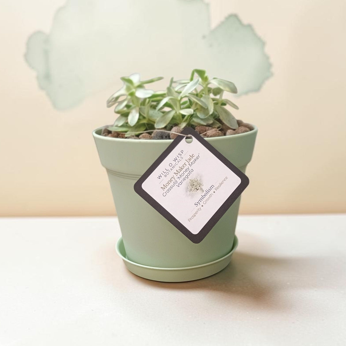 A small potted succulent plant in a pale sage green pot with a matching saucer, set on a white surface against a warm beige background. A decorative translucent cloud-shaped plaque is behind the plant, and a black-and-white product tag is attached to the front of the pot.