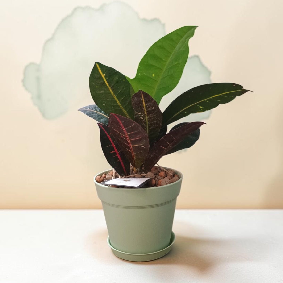 A potted croton plant with green and burgundy leaves in a light sage green plastic pot, set against a warm beige background with a faint watercolor cloud.