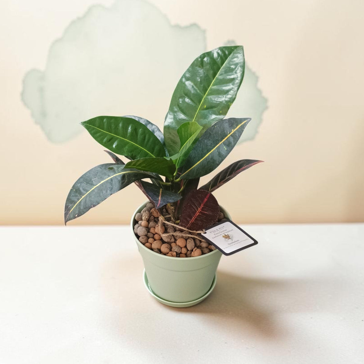 A small potted houseplant with glossy dark green leaves and a few reddish-purple variegated leaves, shown in a pale green plastic pot filled with brown pebbles. A small product tag hangs from the pot, and the background is a soft beige wall with a faint cloud-like graphic.
