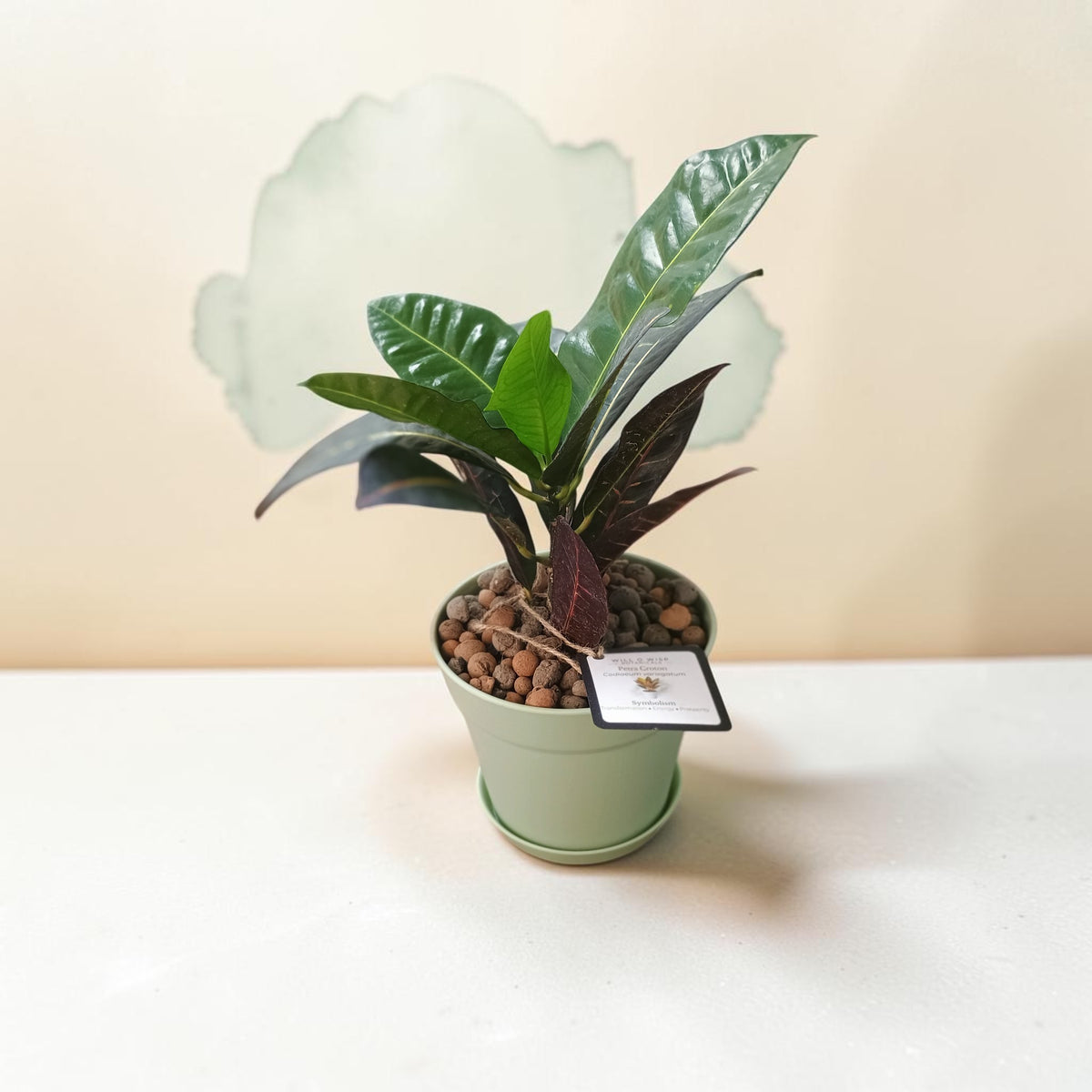 A potted houseplant with glossy green and dark burgundy leaves, planted in a pale green pot filled with brown clay pebbles, set on a white surface against a warm beige wall.