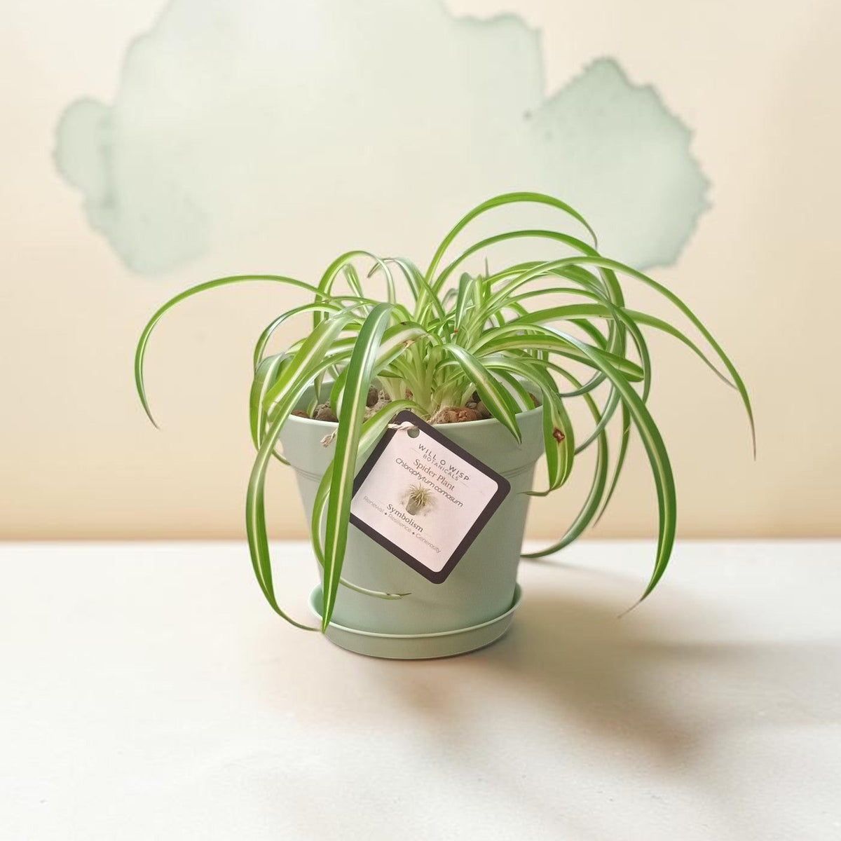 Spider Plant - Live Plant- 6" pot