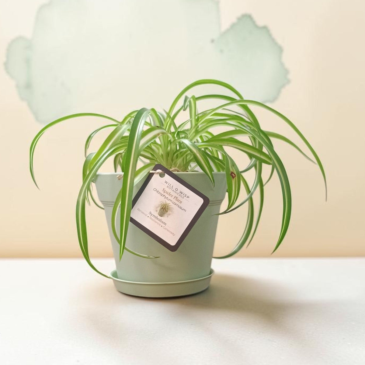 Spider Plant - Live Plant- 6" pot