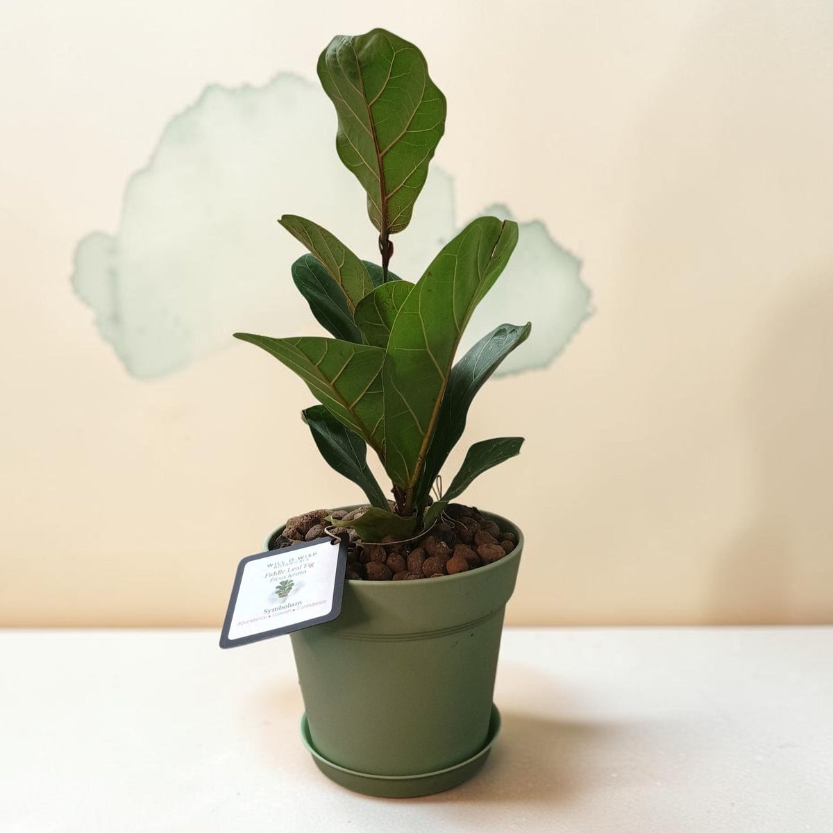 A potted fiddle-leaf fig plant with large green leaves in an olive green plastic pot, sitting on a white surface against a light beige wall with a faint cloud-like graphic.