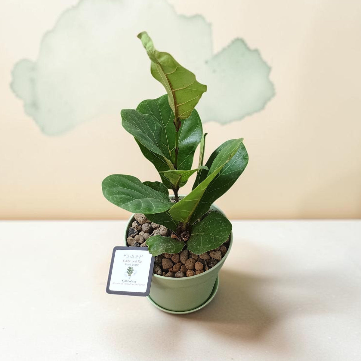 A small potted fiddle-leaf fig plant with glossy green leaves, planted in a light green pot filled with brown pebbles, set on a white surface against a warm beige wall with a faint cloud-shaped decoration.