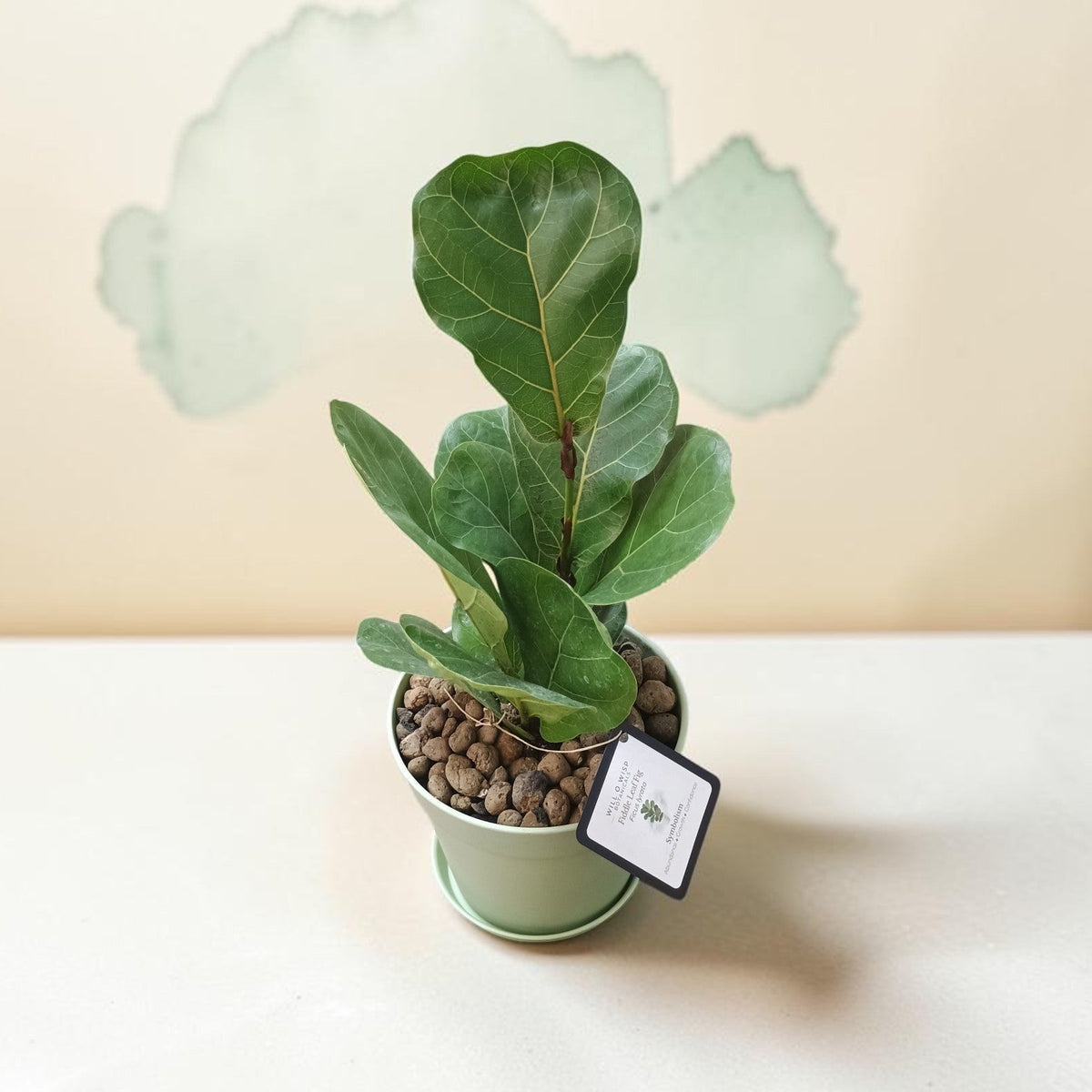 A small potted fiddle-leaf fig plant with green leaves in a light green pot filled with brown pebbles, set on a white surface against a beige background with a faint cloud graphic.