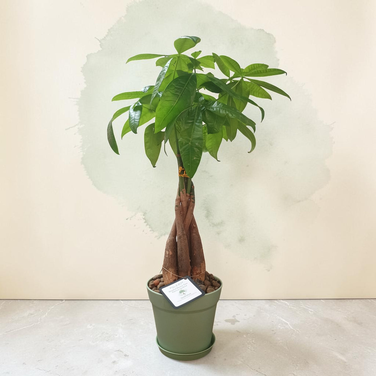 A potted green plant with a multi-stemmed trunk and glossy leaves, in a muted green plastic pot, set against a light beige wall with a soft watercolor wash.