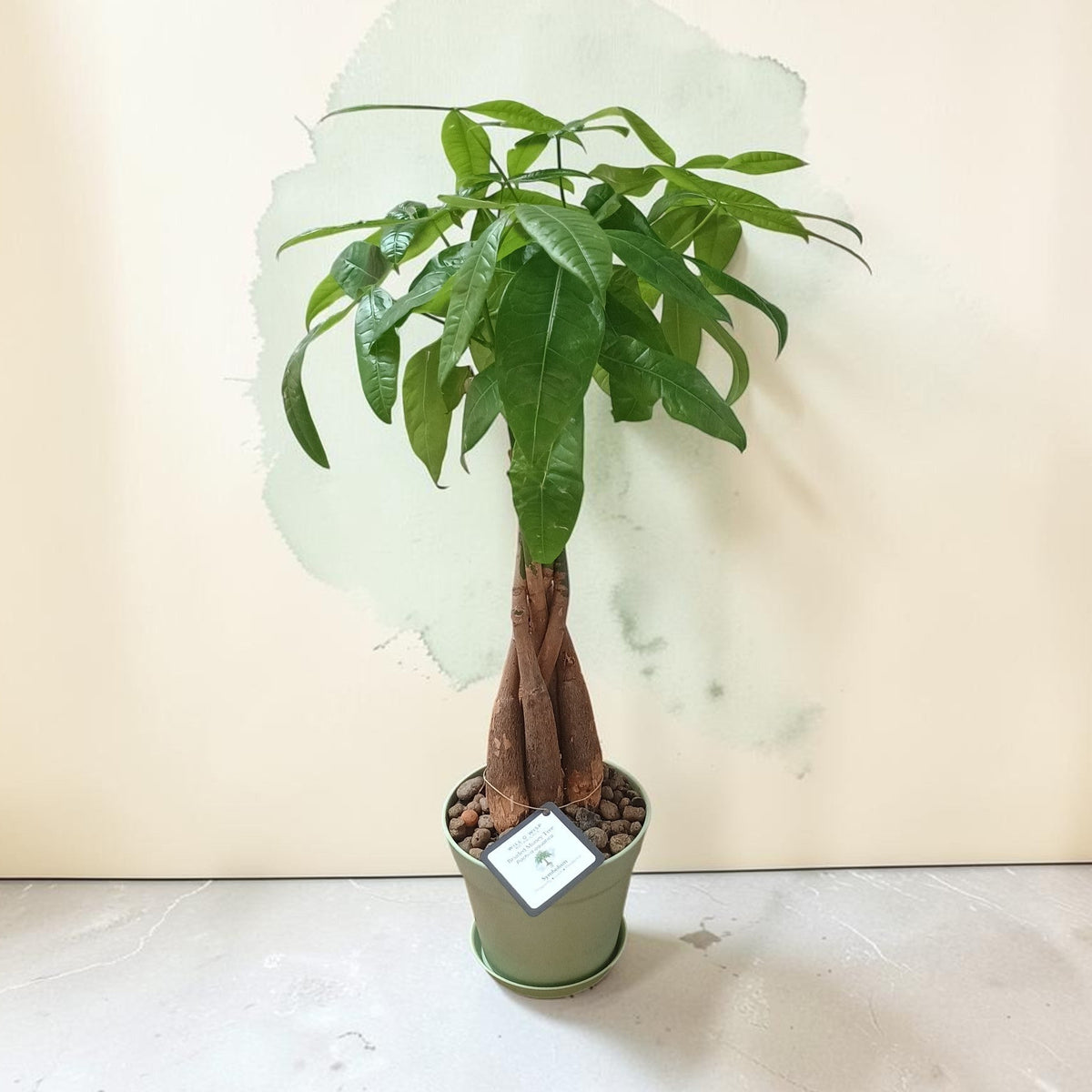 A potted  money tree plant with green leaves and brown faux trunks, in a light green pot on a light gray floor against a beige wall