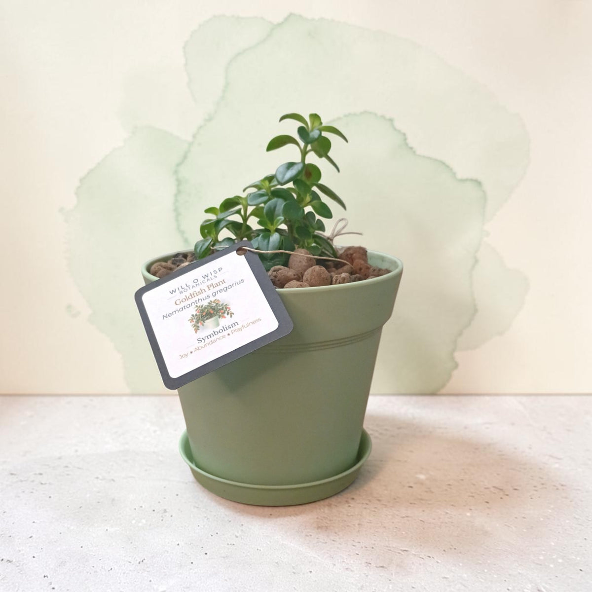 A small potted green plant in a matte sage green pot with a matching saucer, set on a light stone surface against a cream background with a soft green watercolor shape behind it. A hanging product tag is attached to the pot.