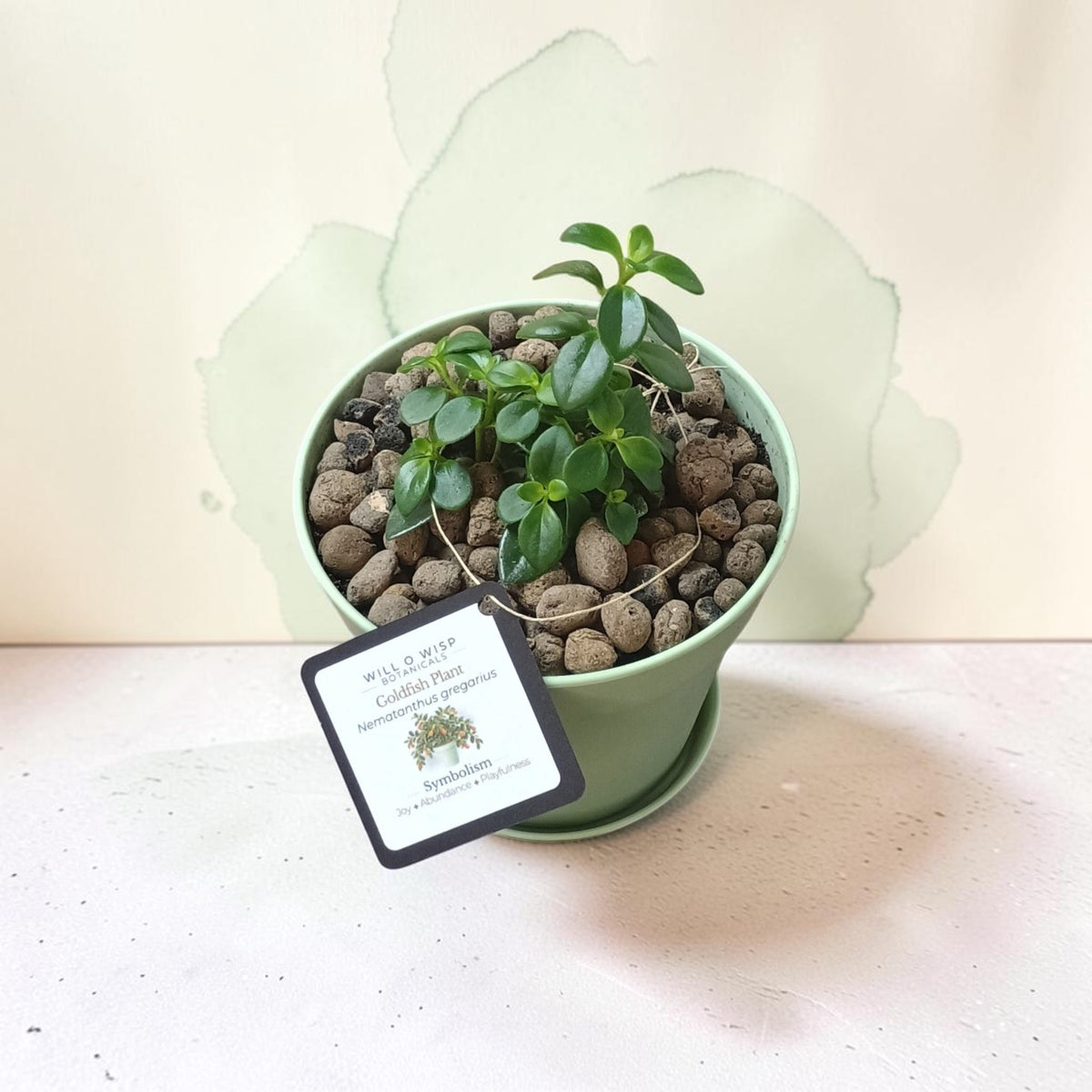 A small potted plant with green leaves sits in a light green plastic pot filled with brown pebbles, with a hanging tag that reads 'Wild & Wild Goldenditch Hemathea plant variegata'.