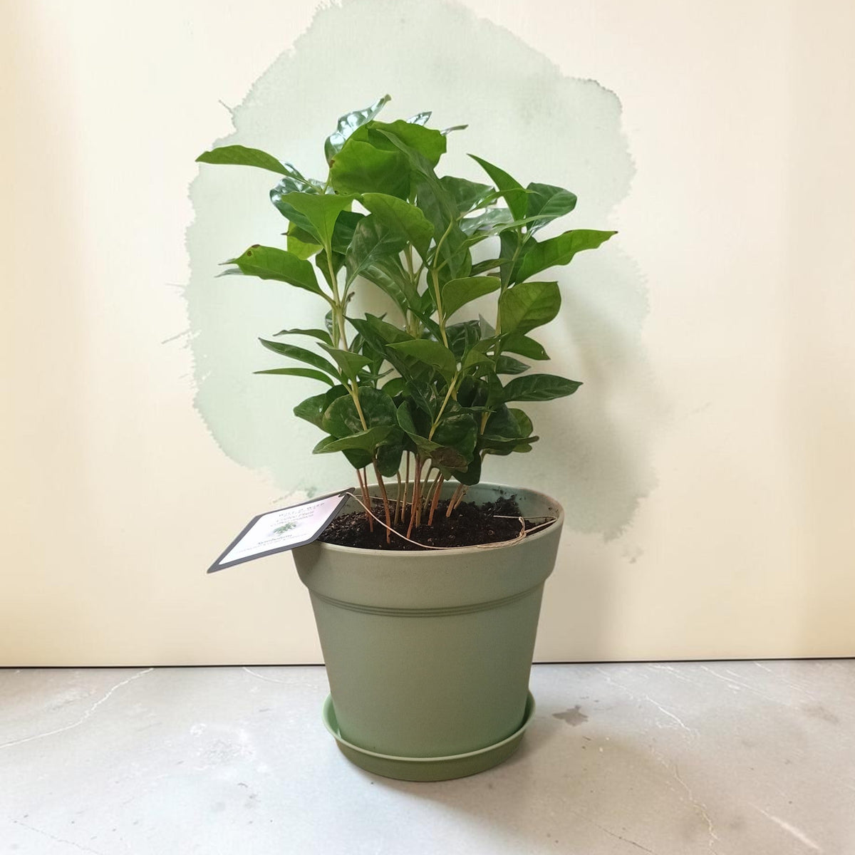 A potted green houseplant in a matte sage-green pot with a matching saucer, set against a light beige wall with a large pale green paint splash behind it.