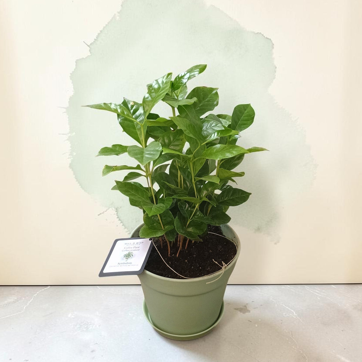 Coffee Plant – Live Plant in 6″ Pot