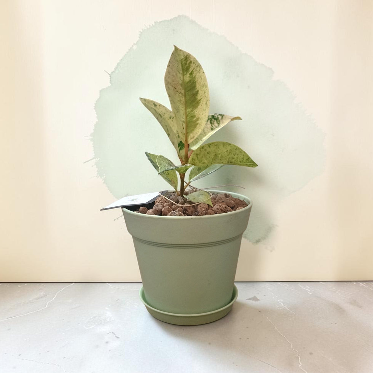 A small potted variegated plant in a matte sage green pot with a matching saucer, set on a light marble surface against a beige wall with a painted green backdrop.