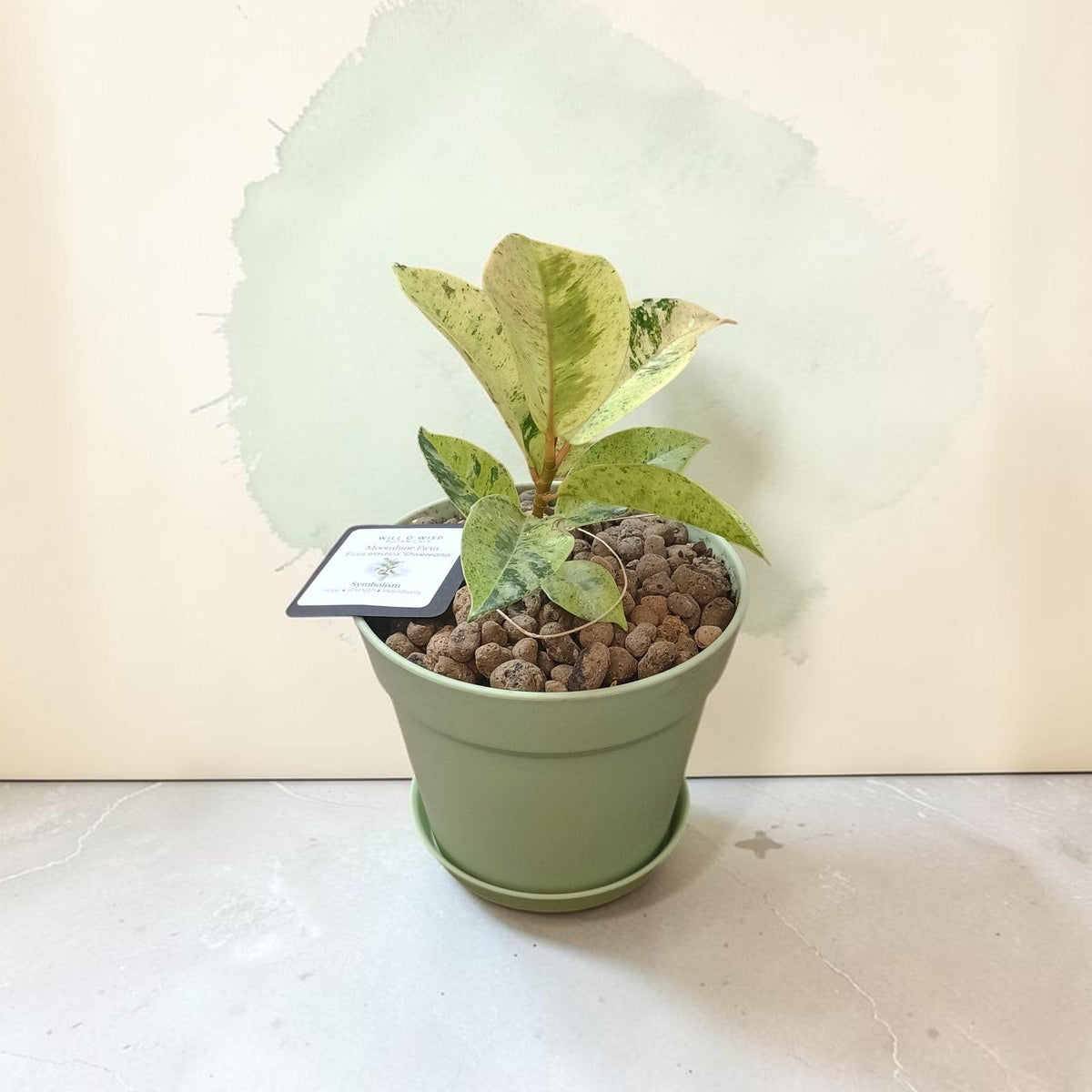 A potted variegated houseplant with green and cream leaves, growing in a light sage green pot filled with brown clay pebbles, set against a beige wall with a painted green watercolor splash.