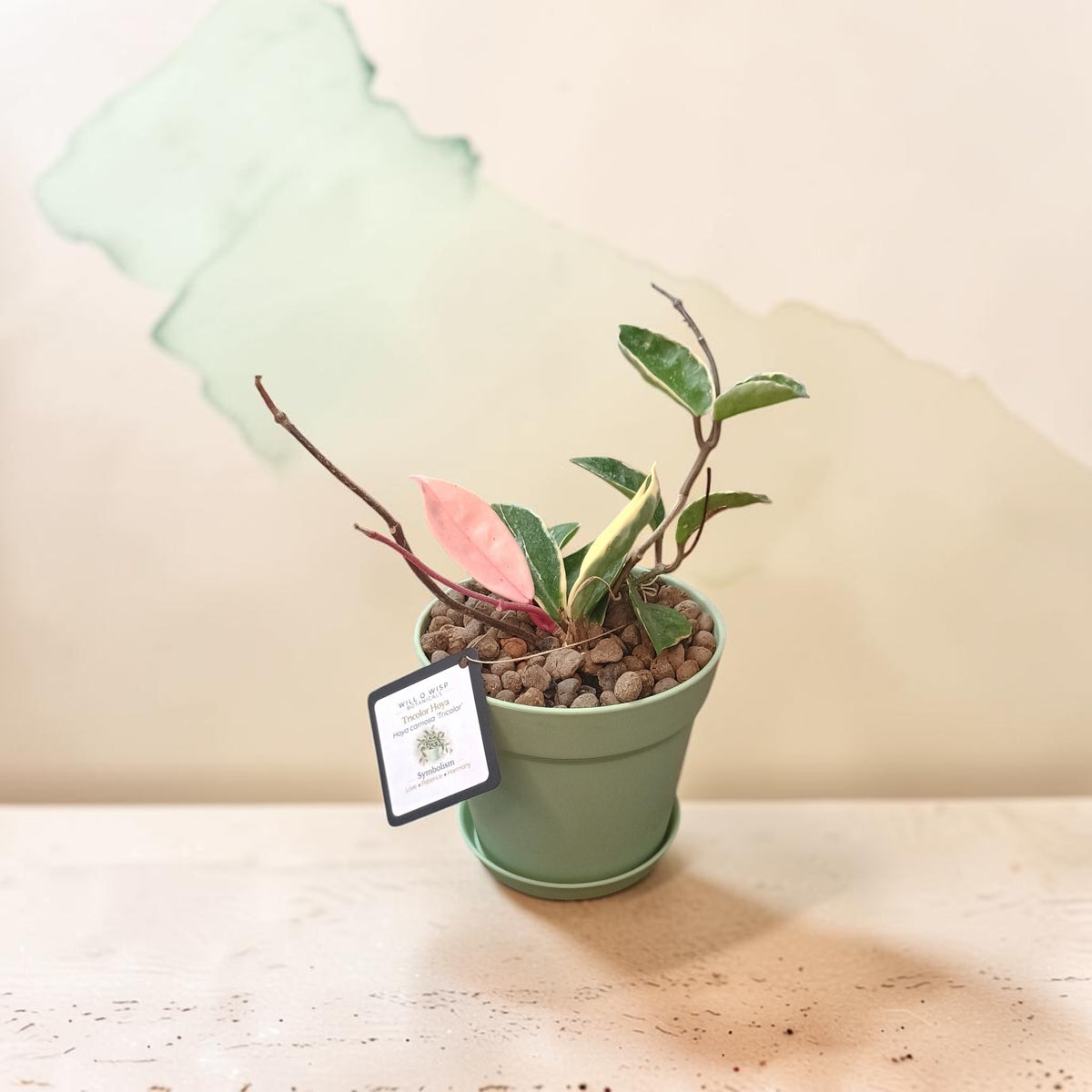 A small potted variegated plant in a sage green pot with brown pebbles, featuring green and pink leaves, set against a beige background with a soft green abstract shape.