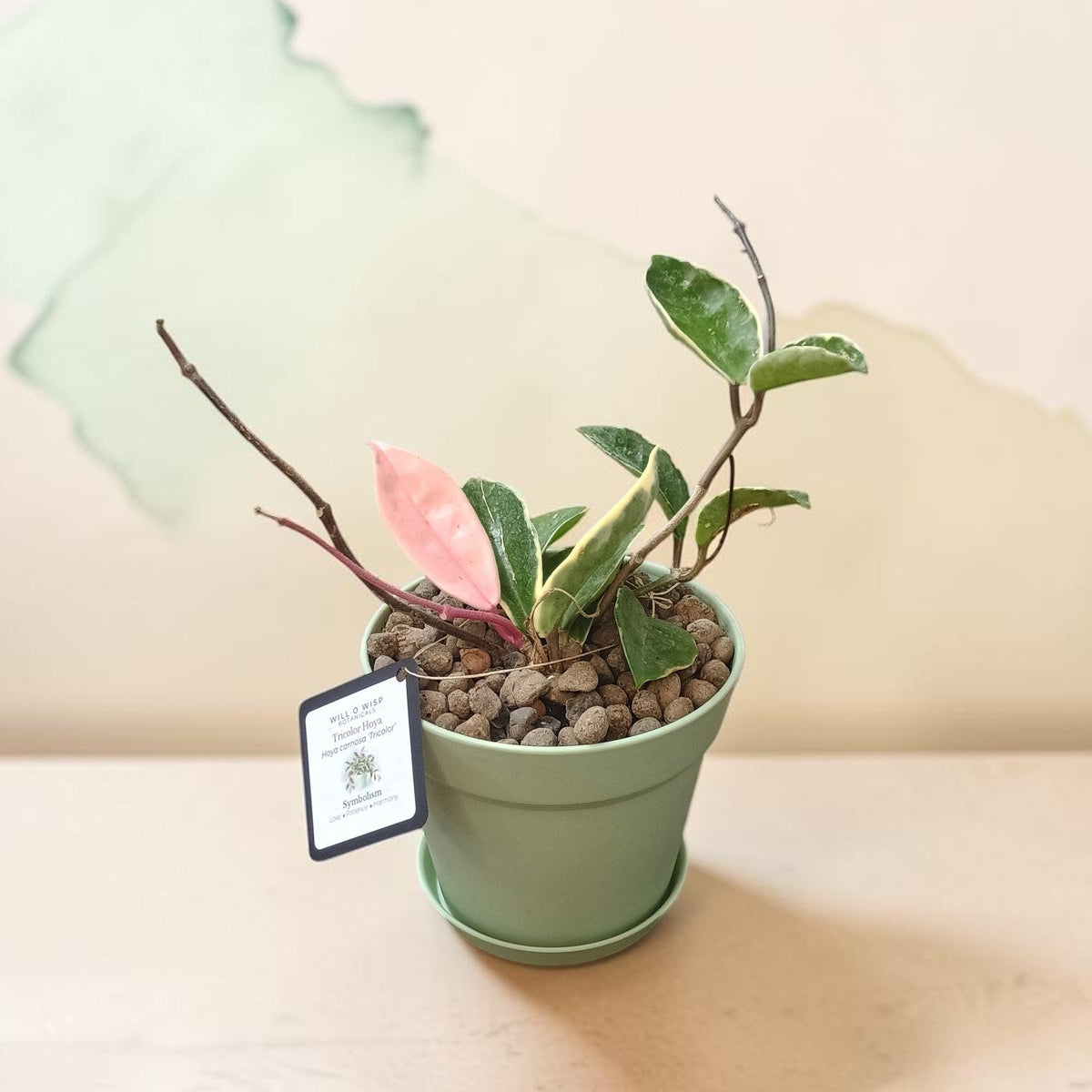 Hoya Carnosa Tricolor – Live Plant in 6″ Pot
