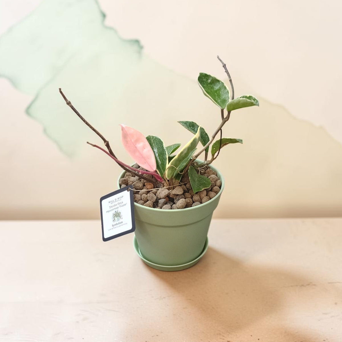 Hoya Carnosa Tricolor – Live Plant in 6″ Pot