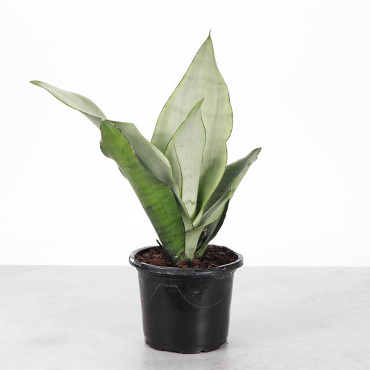 Moonshine Snake Plant