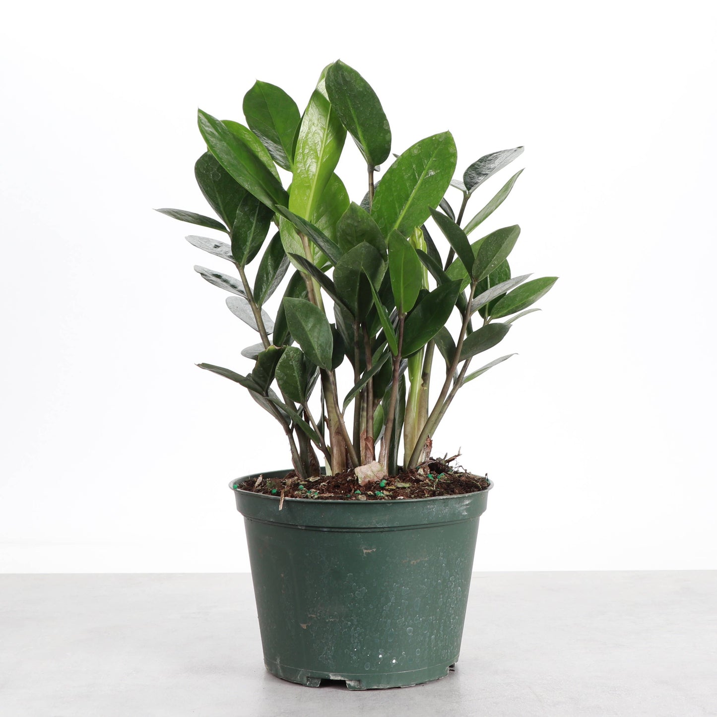 ZZ Plant (Zamioculcas zamiifolia)
