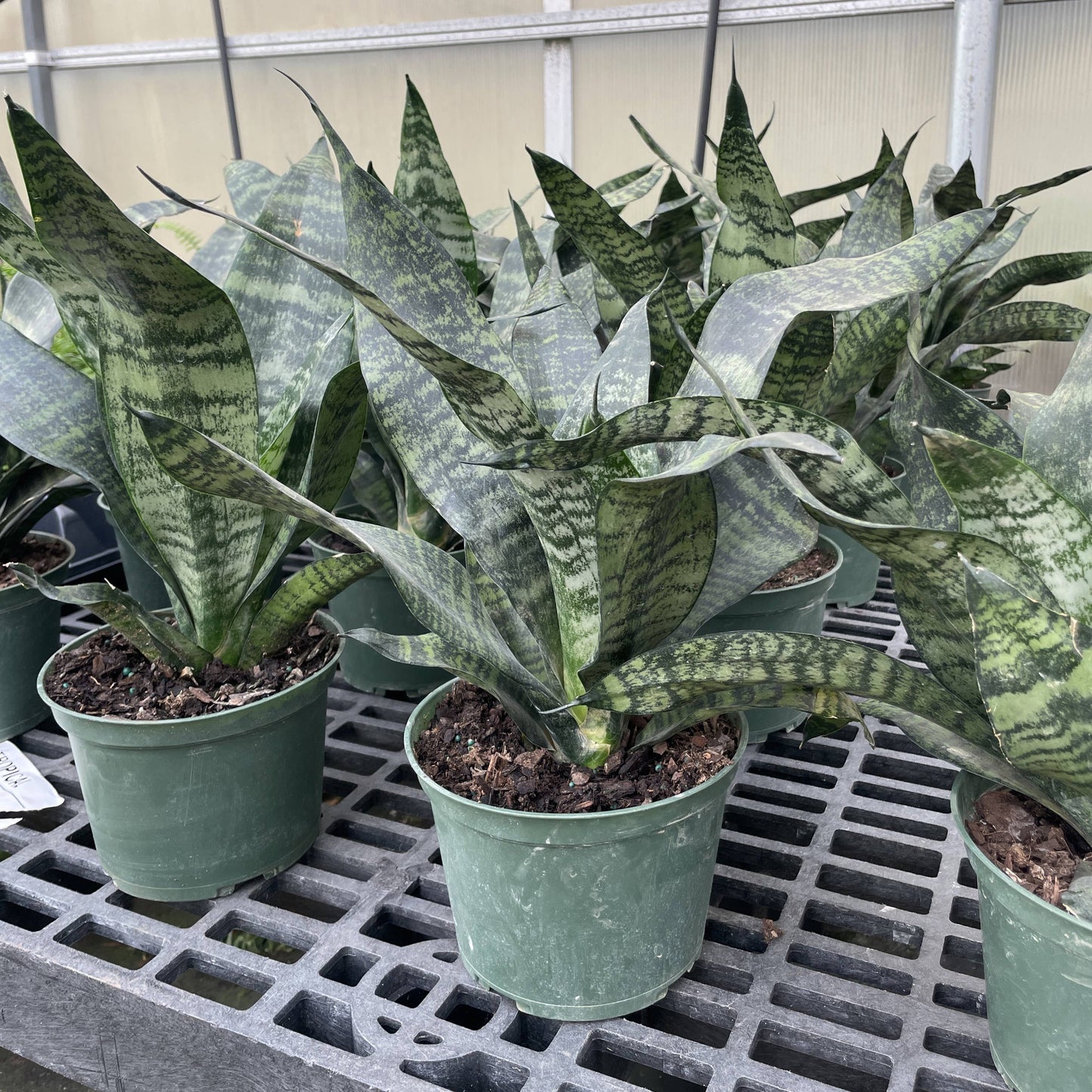 Snake Plant 'Zeylancia'