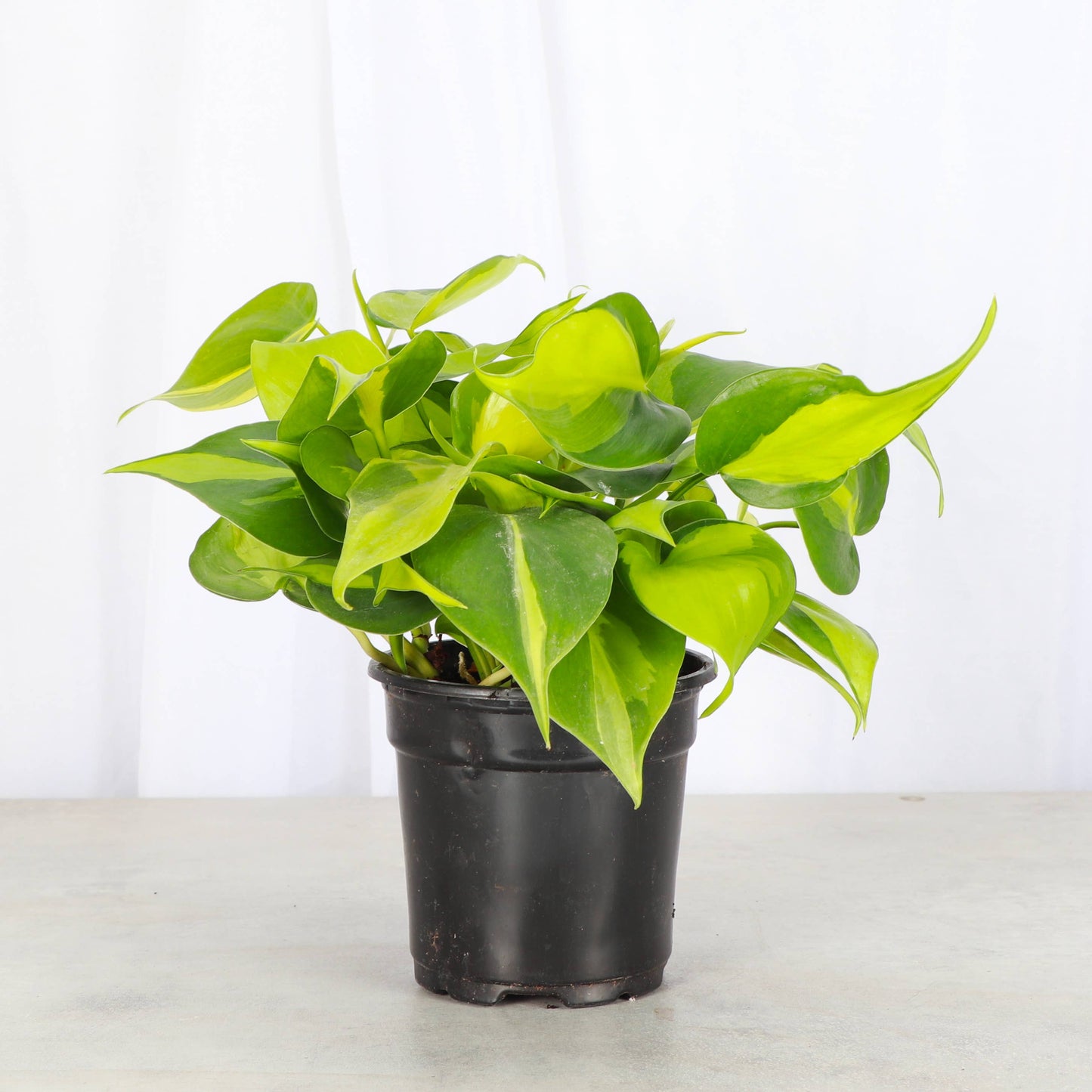 Brazil Philodendron