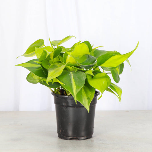 Brazil Philodendron