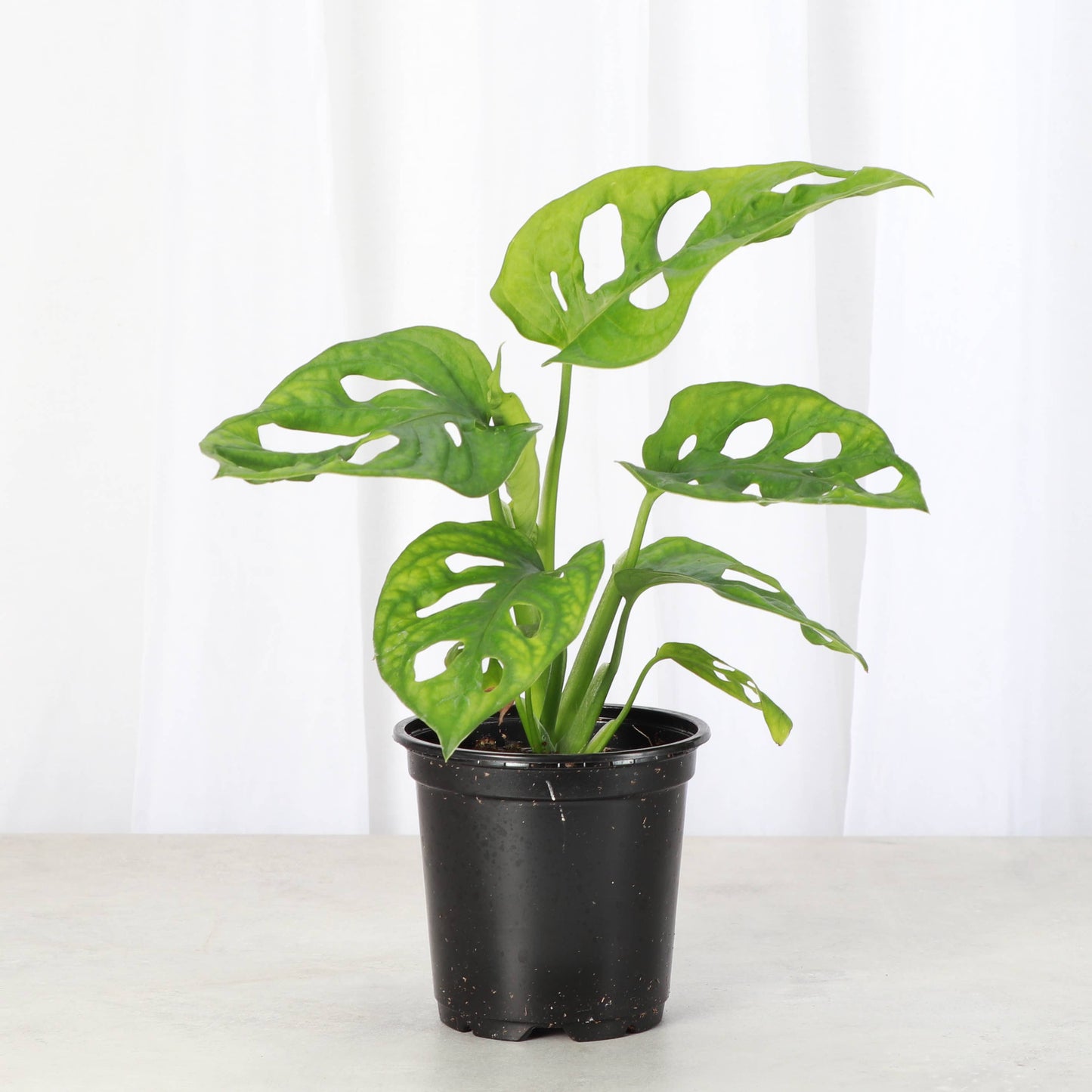 Swiss Cheese Plant, Monstera Adansonii