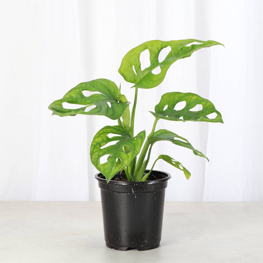 Swiss Cheese Plant, Monstera Adansonii
