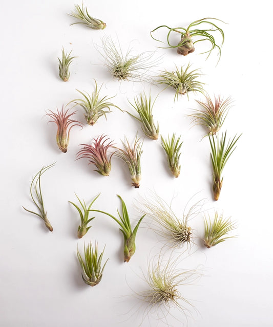 Air Plant