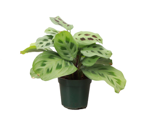 Green Prayer Plant (Maranta leuconeura)