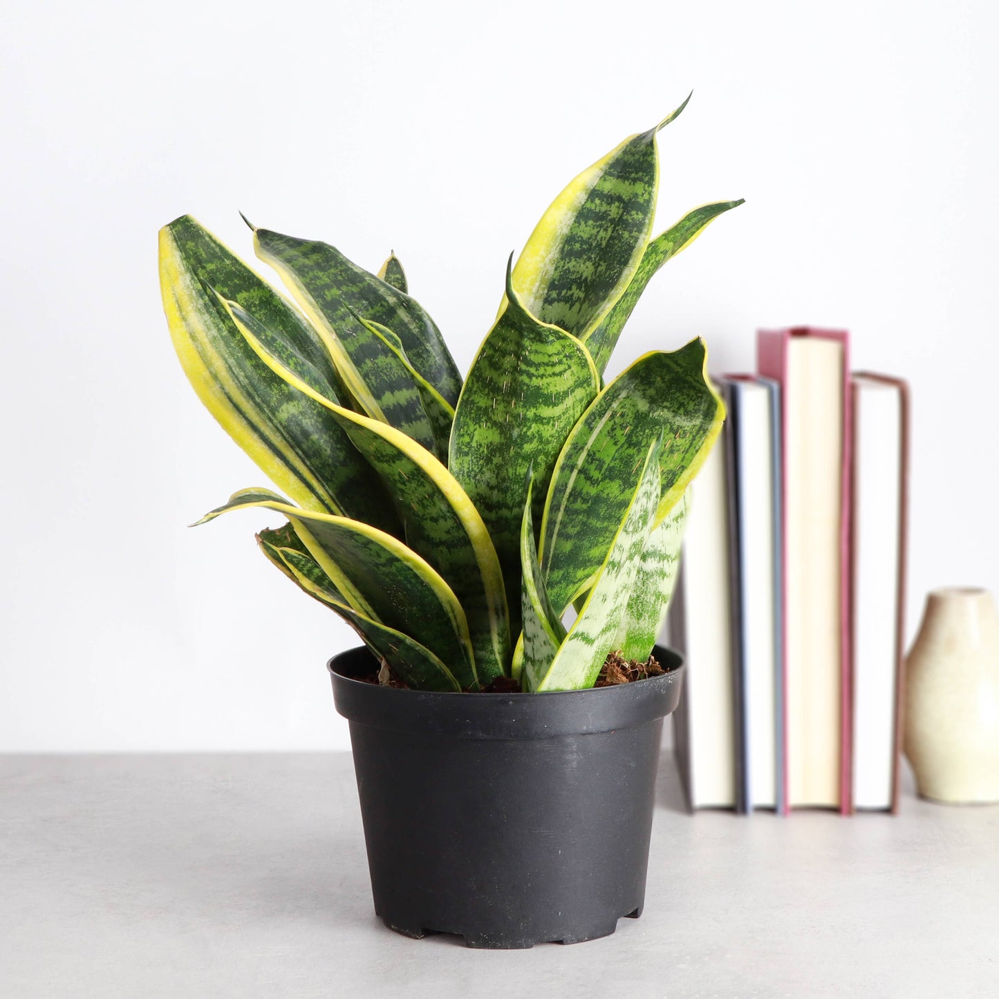 Snake 'Laurentii', Variegated Snake Plant